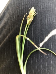 Carex caryophyllea