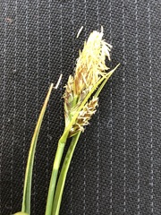 Carex caryophyllea