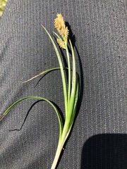 Carex caryophyllea
