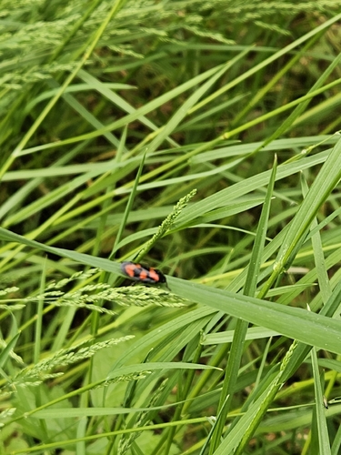 Common Froghopper