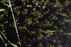 Crassula kirkii