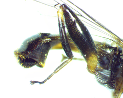 Chalcosyrphus metallicus