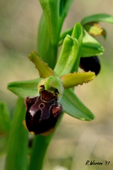 Ophrys sphegodes