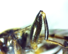 Chalcosyrphus metallicus