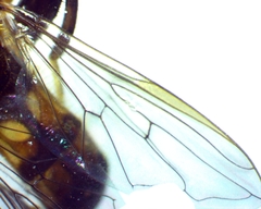 Chalcosyrphus metallicus