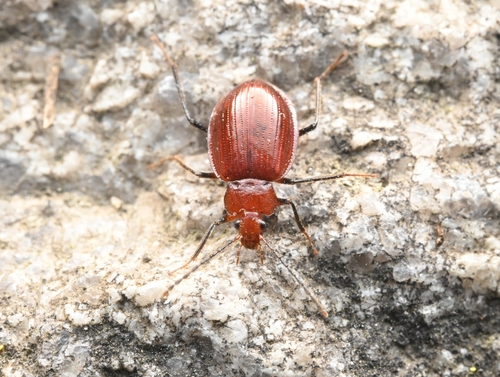 Pteroloma nigromontanum