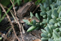 Corpuscularia lehmannii