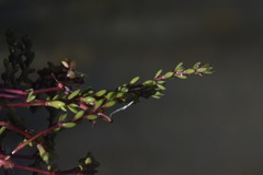 Crassula kirkii