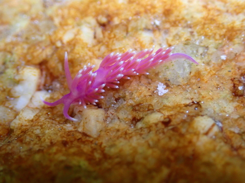 Edmundsella pedata