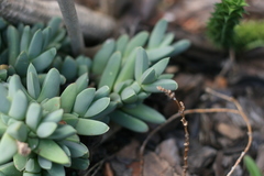 Corpuscularia lehmannii
