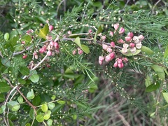 Gymnosporia diversifolia, photograph author not stated, no rights reserved