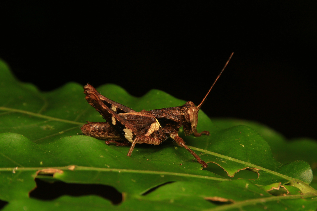 Bibracte sumbawana