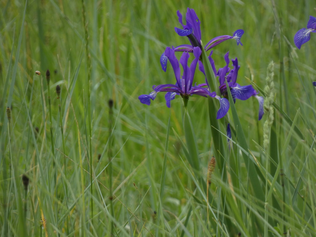 Iris reichenbachiana; photograph (c) Yves Bas, some rights reserved (CC BY)