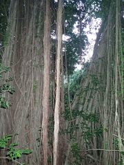 Ficus citrifolia
