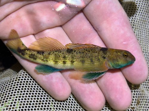 Swannanoa darter (Etheostoma swannanoa) — Percidae — 2