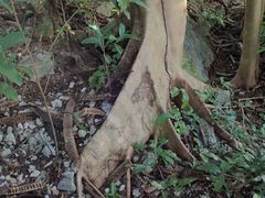 Ficus citrifolia