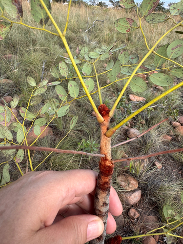 wild syringa