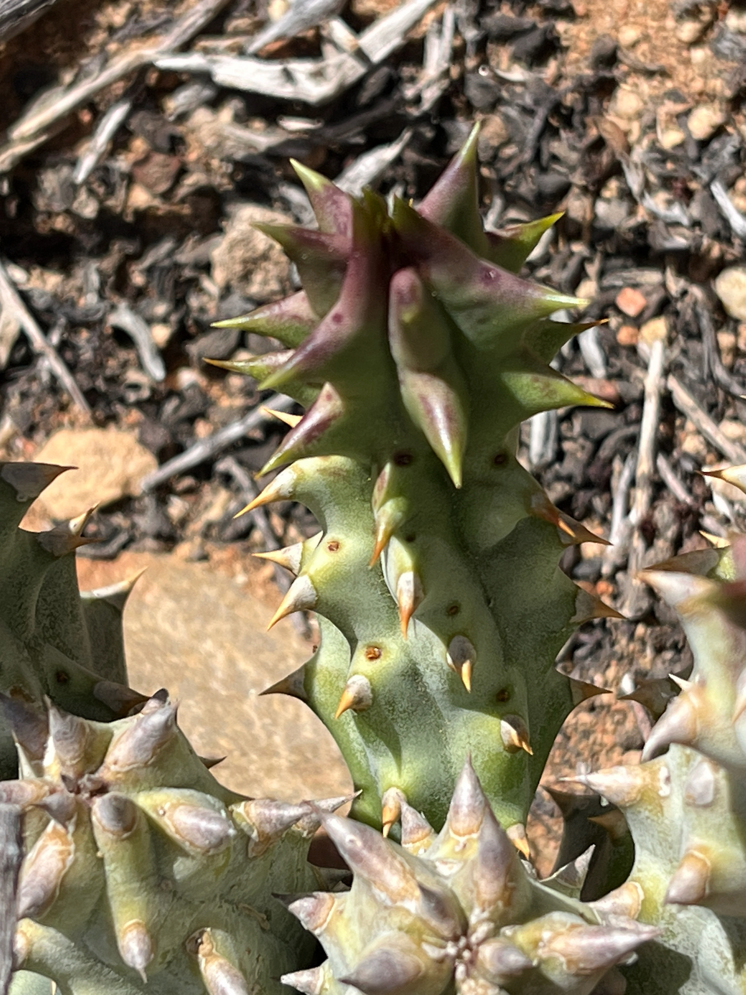 Stapelia pulla Aiton 3