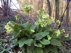 Primula elatior
