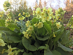 Primula elatior