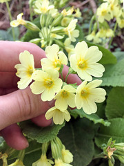 Primula elatior
