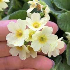 Primula elatior