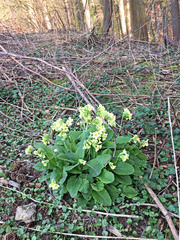 Primula elatior