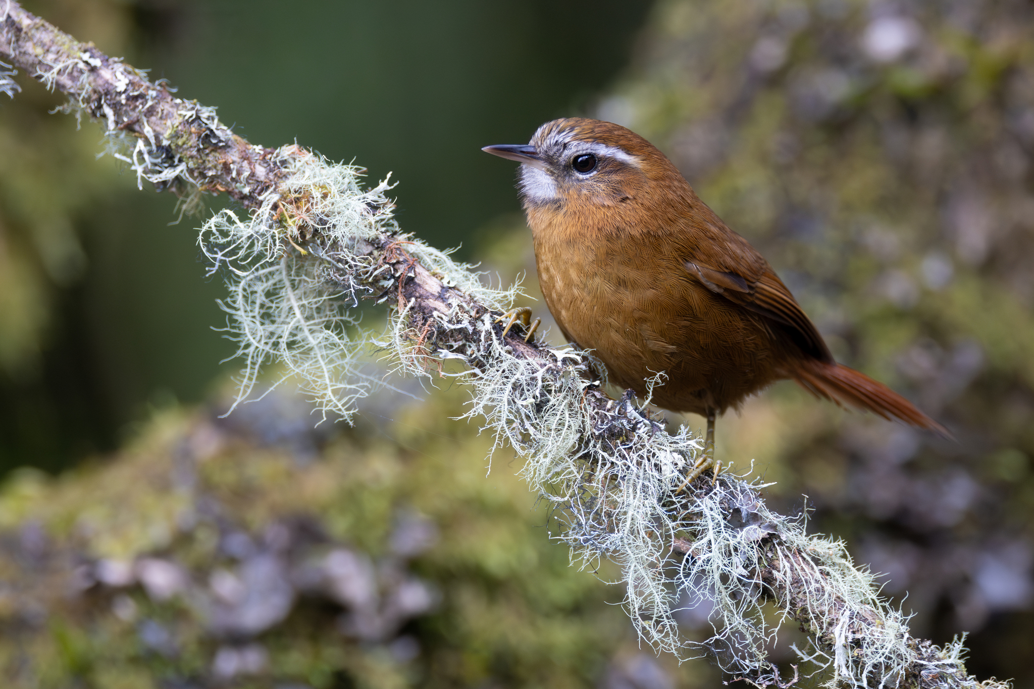White-browed Spinetail (Hellmayrea gularis), photo 4