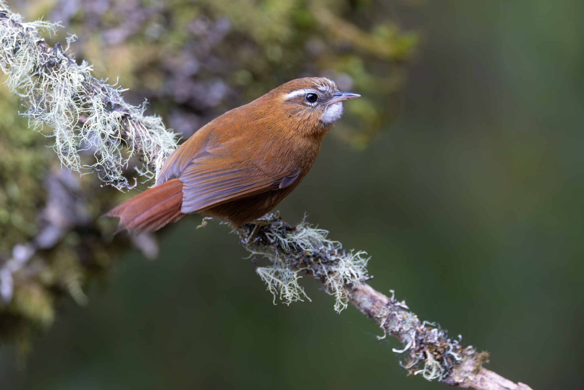 White-browed Spinetail (Hellmayrea gularis), photo 5