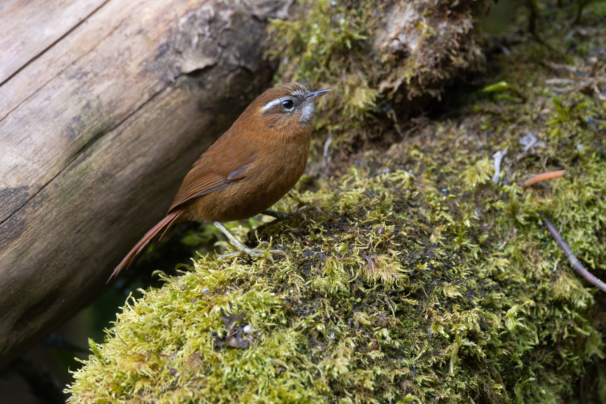 White-browed Spinetail (Hellmayrea gularis), photo 3