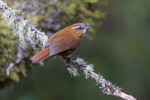 White-browed Spinetail (Hellmayrea gularis), photo 10