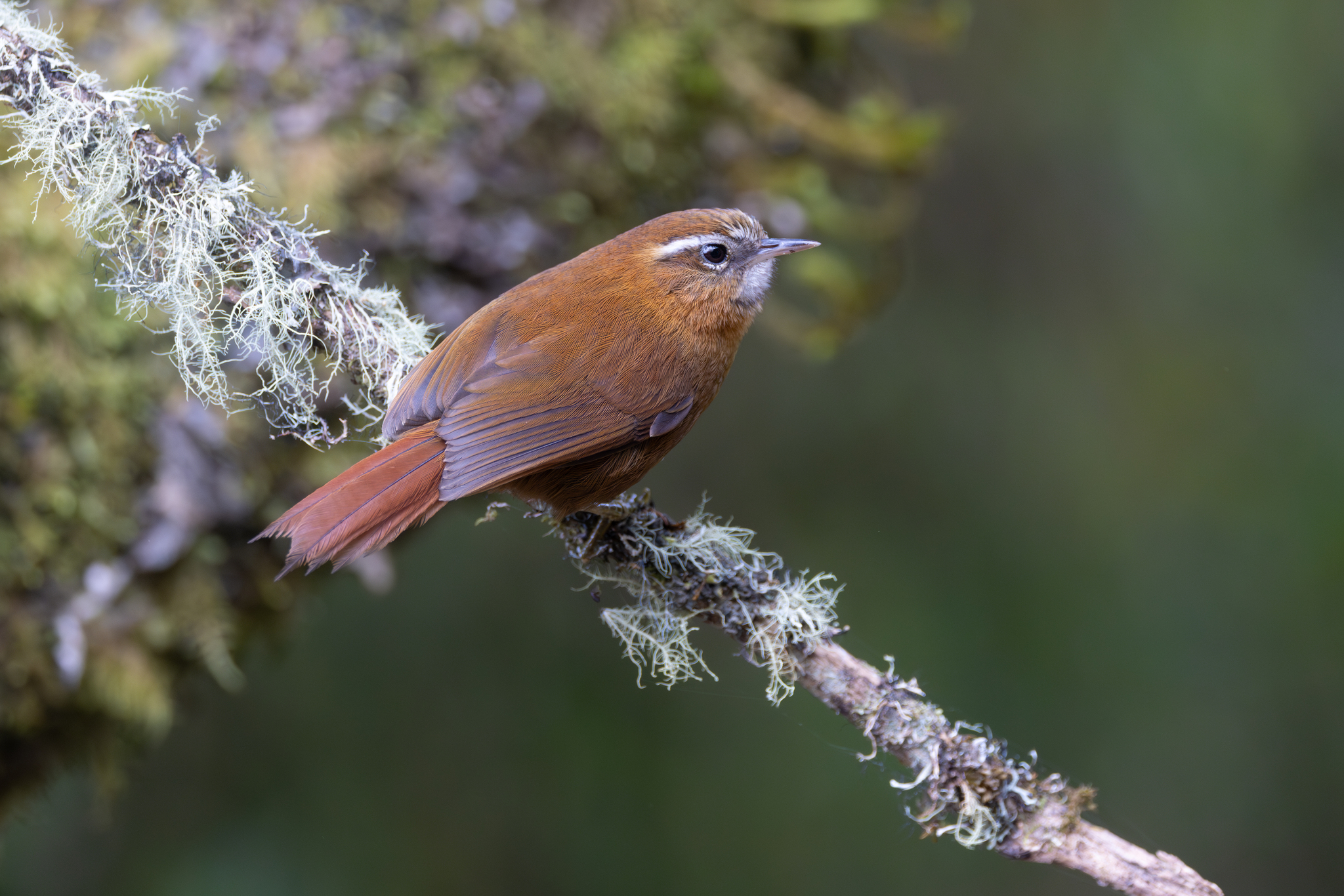 White-browed Spinetail (Hellmayrea gularis), photo 6