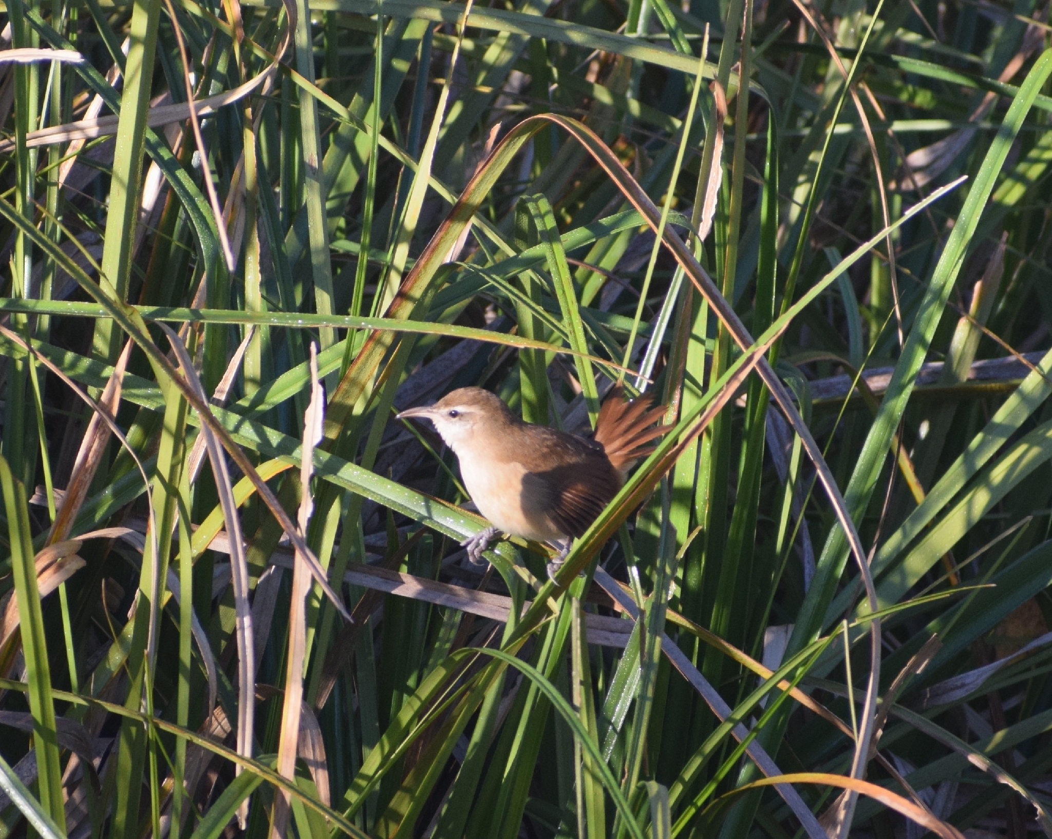 Curve-billed Reedhaunter (Limnornis curvirostris), photo 2