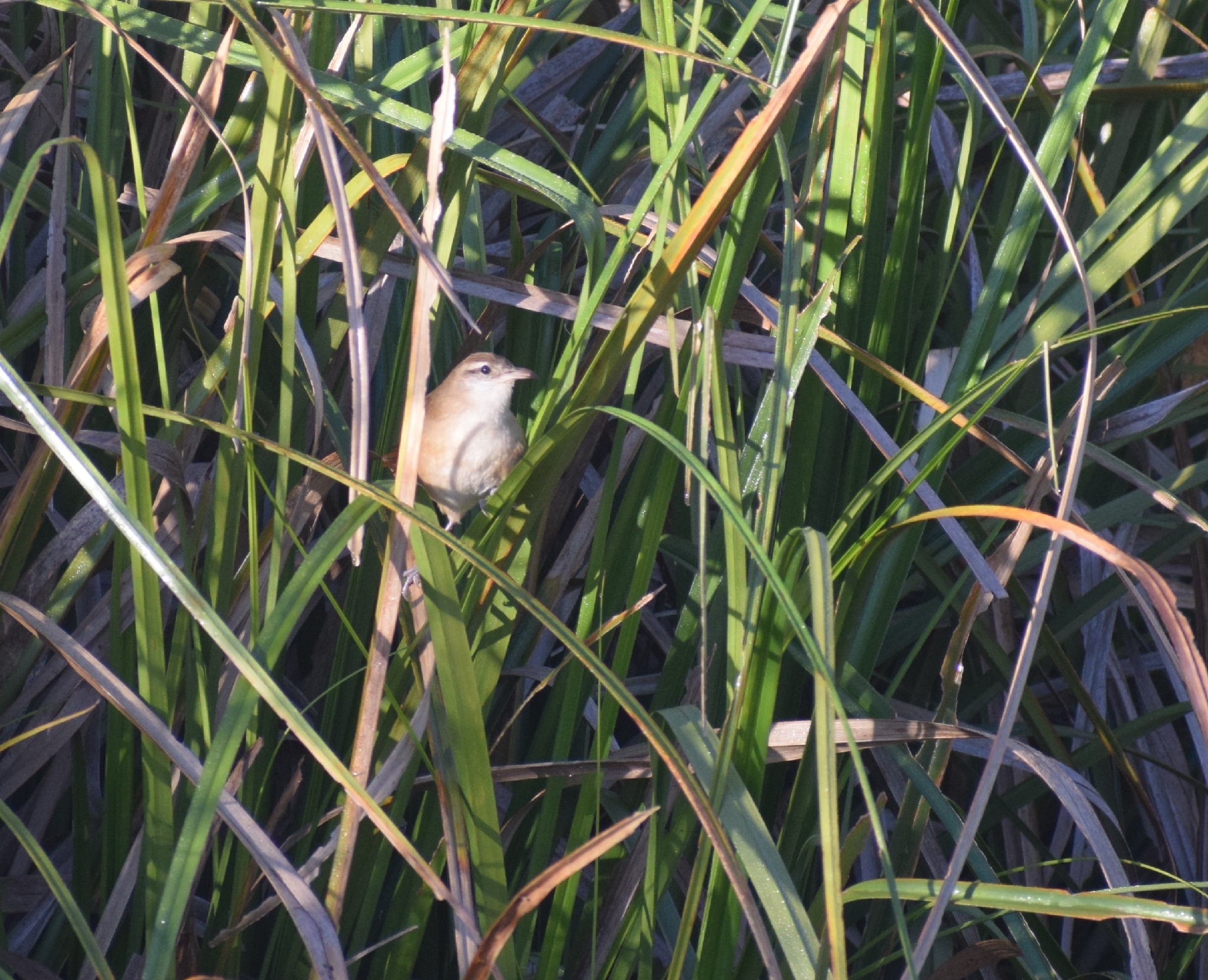 Curve-billed Reedhaunter (Limnornis curvirostris), photo 3