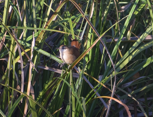 Curve-billed Reedhaunter (Limnornis curvirostris), photo 9