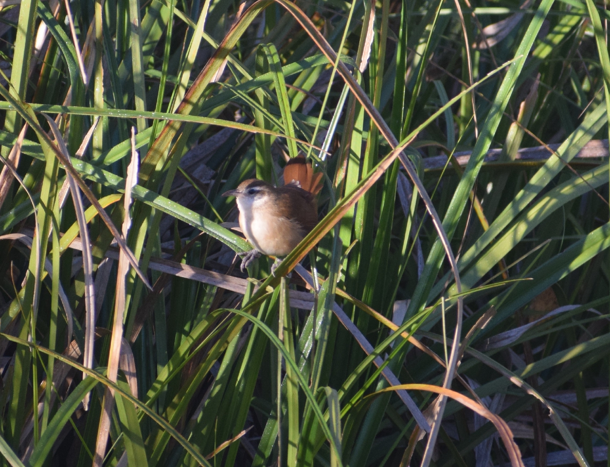 Curve-billed Reedhaunter (Limnornis curvirostris), photo 4