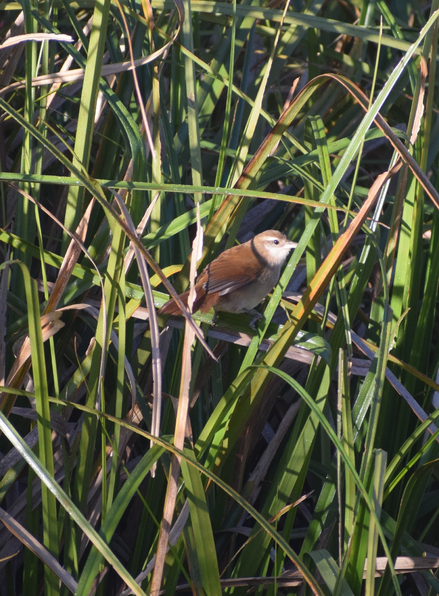 Curve-billed Reedhaunter (Limnornis curvirostris), photo 5