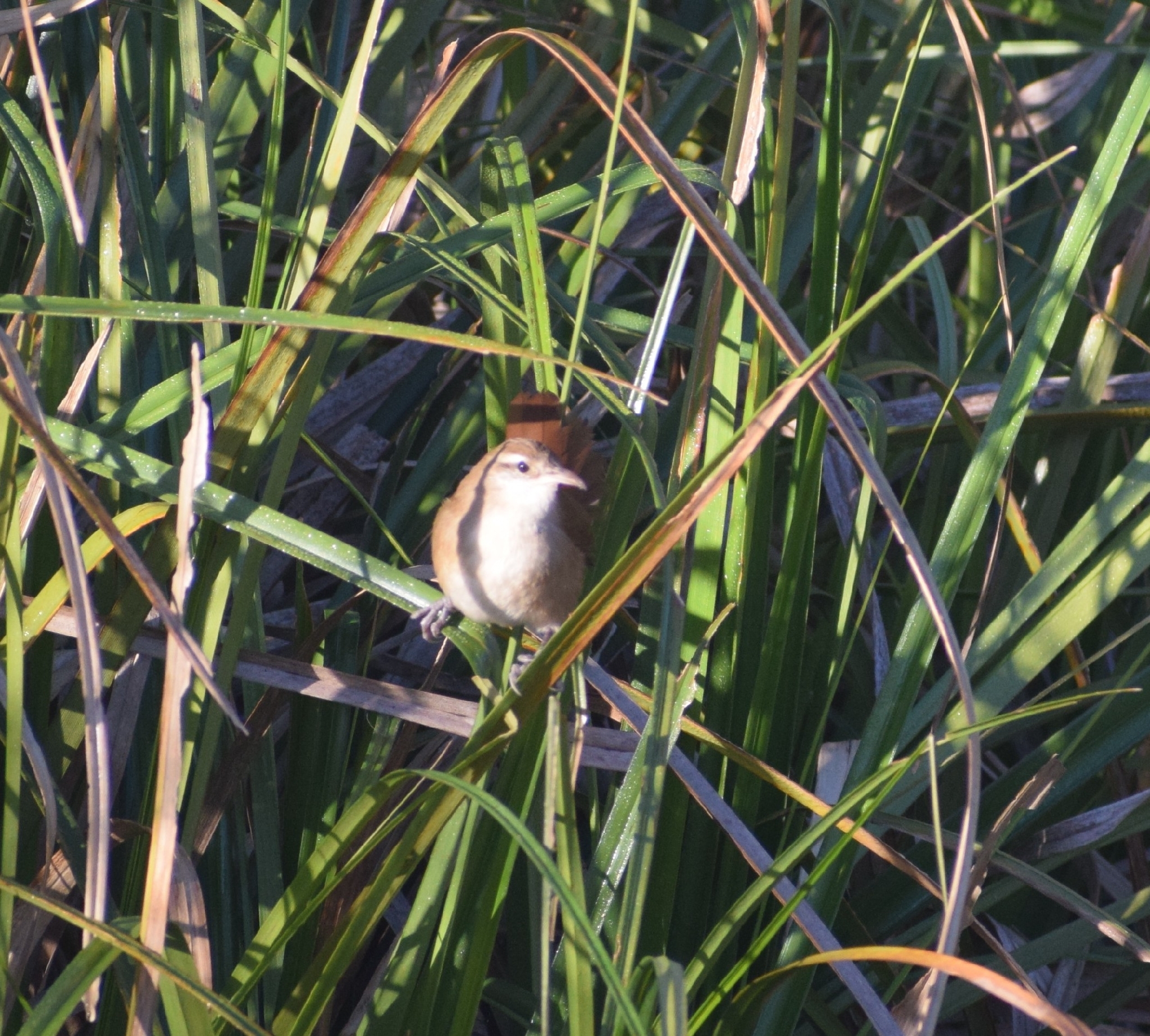 Curve-billed Reedhaunter (Limnornis curvirostris), photo 6