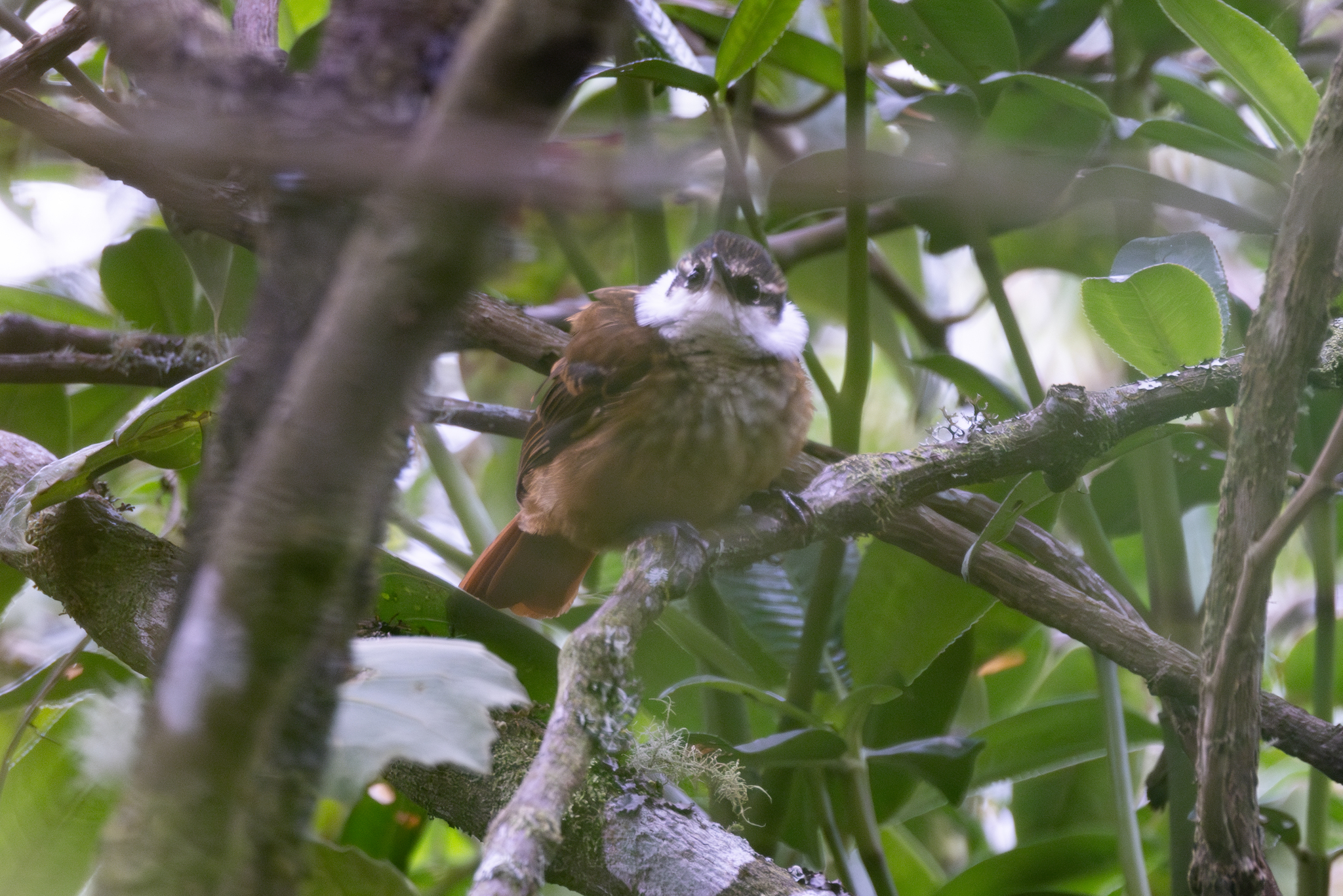 Streaked Tuftedcheek (Pseudocolaptes boissonneautii), photo 1