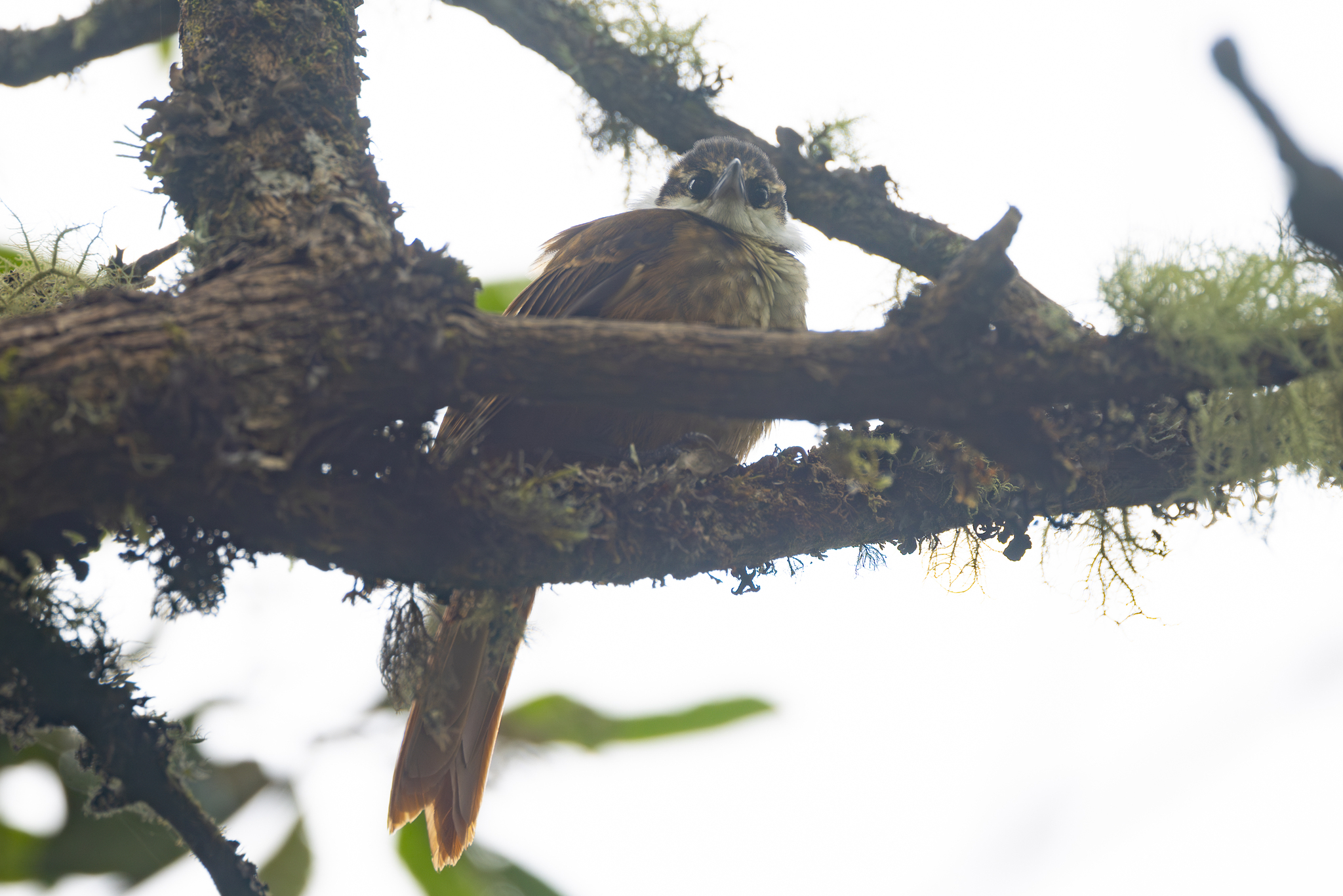 Streaked Tuftedcheek (Pseudocolaptes boissonneautii), photo 2