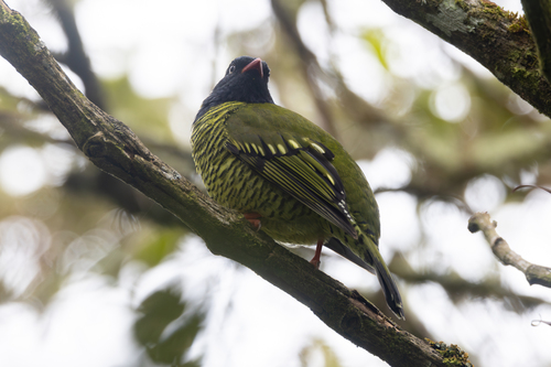 Barred Fruiteater (Pipreola arcuata), photo 4
