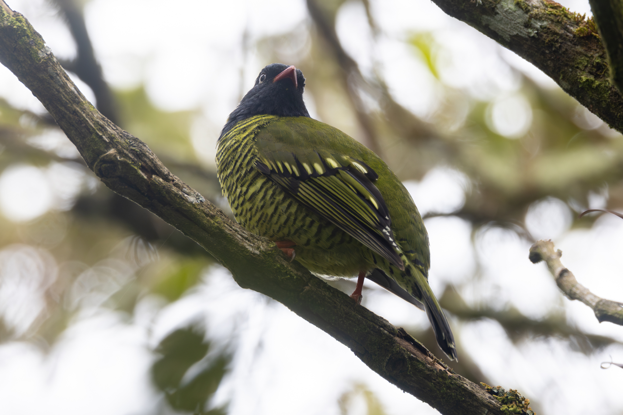 Barred Fruiteater (Pipreola arcuata), photo 5
