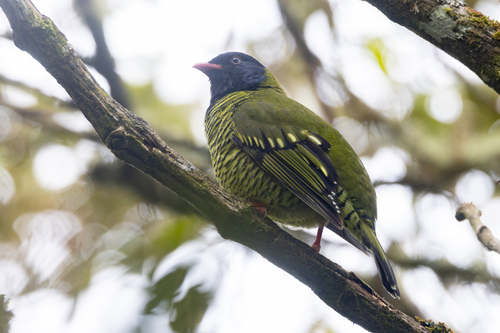 Barred Fruiteater (Pipreola arcuata), photo 5