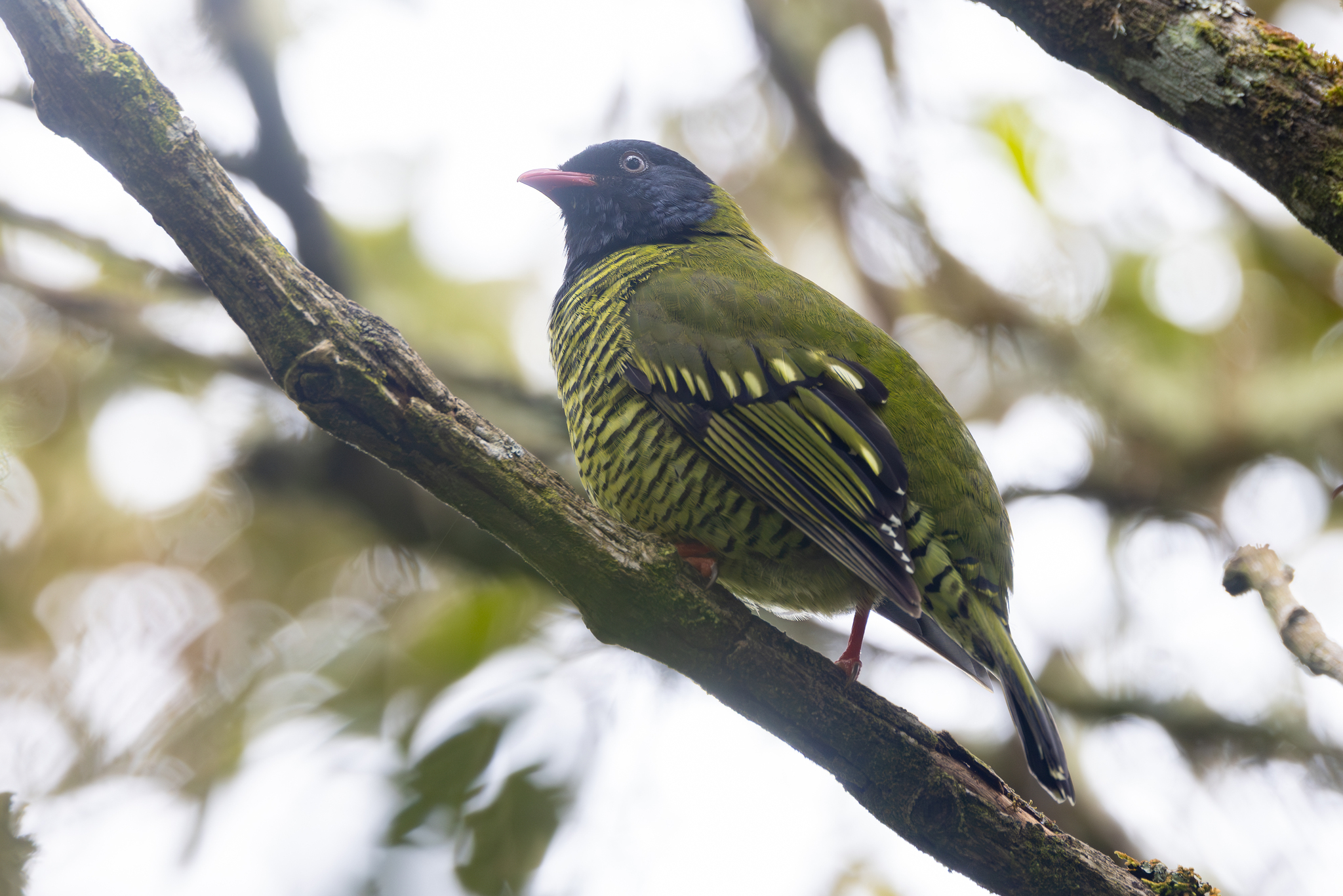 Barred Fruiteater (Pipreola arcuata), photo 6