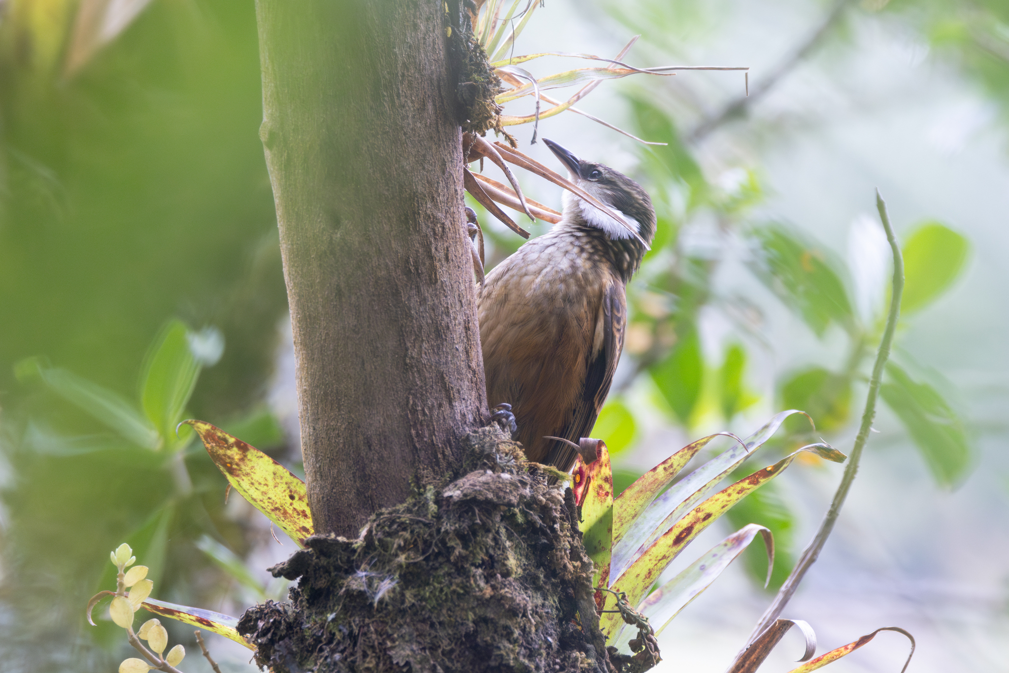 Streaked Tuftedcheek (Pseudocolaptes boissonneautii), photo 3