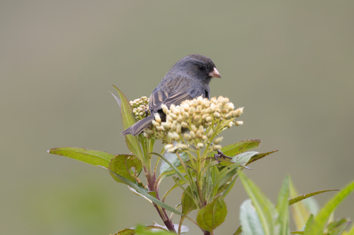 Paramo Seedeater (Catamenia homochroa), photo 5