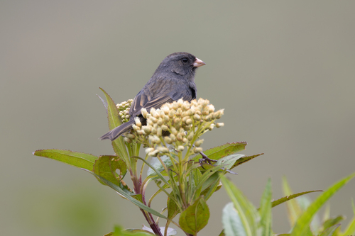 Paramo Seedeater (Catamenia homochroa), photo 10