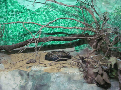 Jamaican (Yellow) Boa, Chilabothrus subflavus