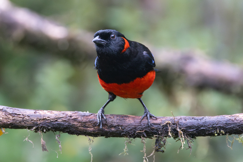 Scarlet-bellied Mountain Tanager (Anisognathus igniventris), photo 8