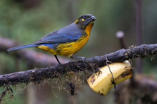 Lacrimose Mountain Tanager (Anisognathus lacrymosus), photo 6